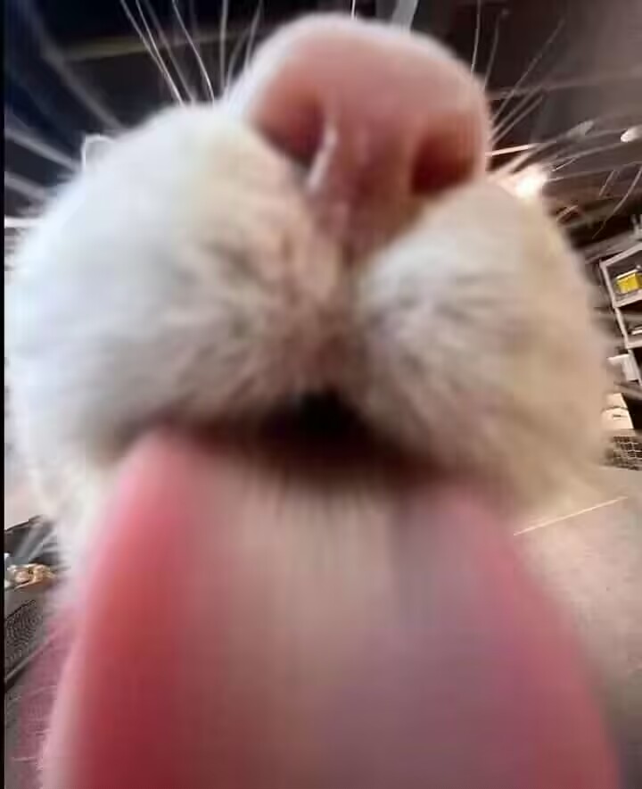 duck's avatar